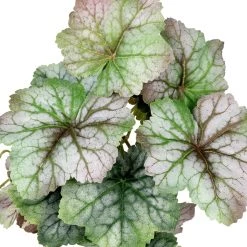 Deals 😀 12 Pack: Assorted Ivy Leaf Pick by Ashland® 😉 -Ashland Sales 10547224 2 1