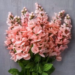 Budget 🤩 Coral Wisteria Bush by Ashland® 👍 -Ashland Sales 10547397 22