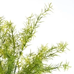 Buy 🎁 Springeri Bush by Ashland® 🧨 -Ashland Sales 10547458 2