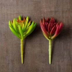 Promo 🧨 Assorted Succulent Pick By Ashland® 😀 -Ashland Sales 10547488 25