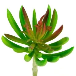Promo 🧨 Assorted Succulent Pick By Ashland® 😀 -Ashland Sales 10547488 4