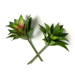 Coupon 👍 Assorted Agave Pick By Ashland® 🎁