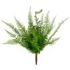 Budget 😍 Boston Fern Bush by Ashland® 🌟 2 Budget 😍 Boston Fern Bush by Ashland® 🌟 -Ashland Sales 10547493 1