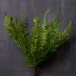 Budget 😍 Boston Fern Bush by Ashland® 🌟 -Ashland Sales 10547493 22
