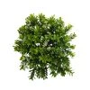 Hot Sale ⌛ 8 Pack: Green Boxwood Bush by Ashland® 🥰 -Ashland Sales 10547534 1