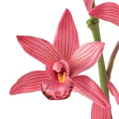 Brand new 🎉 Mauve Boat Orchid Spray by Ashland® 💯 -Ashland Sales 10626413 20