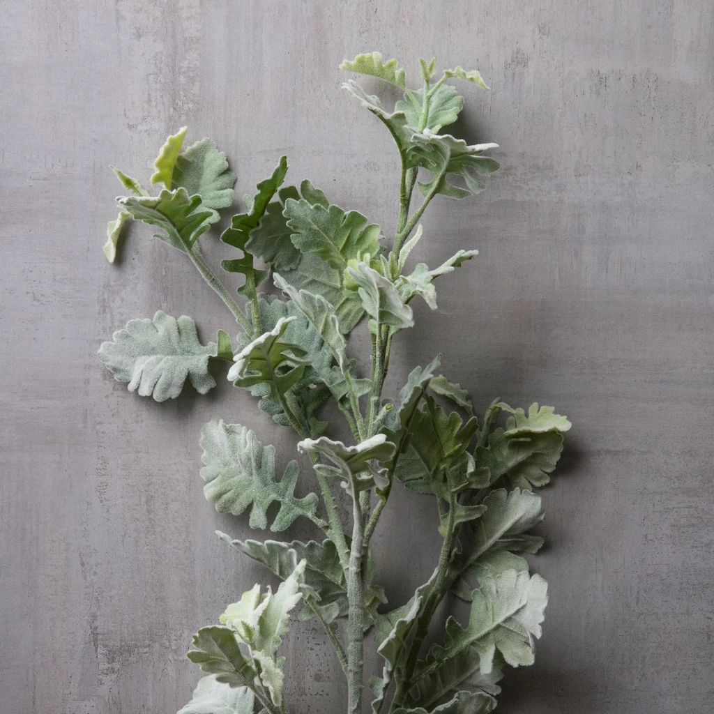 Best reviews of 🎉 Frosted Dusty Miller Spray Stem by Ashland® 🛒 4 Best reviews of 🎉 Frosted Dusty Miller Spray Stem by Ashland® 🛒 - Image 2