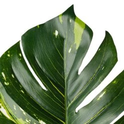 Best Sale 🎉 Monstera Leaf Stem by Ashland® 🤩 -Ashland Sales 10626467 20