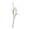 Discount 😀 8 Pack: Brown Bare Birch Branch by Ashland® 🎁