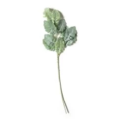 Wholesale 😀 Green Dusty Miller Stem by Ashland® 🛒