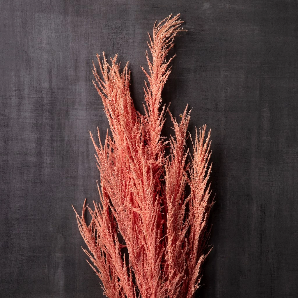 Promo β¨ Peach Pampas Grass Stem by Ashland® π 4 Promo β¨ Peach Pampas Grass Stem by Ashland® π - Image 2
