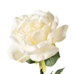 Coupon 🛒 White Rose Stem by Ashland® ⌛ -Ashland Sales 10626862 20