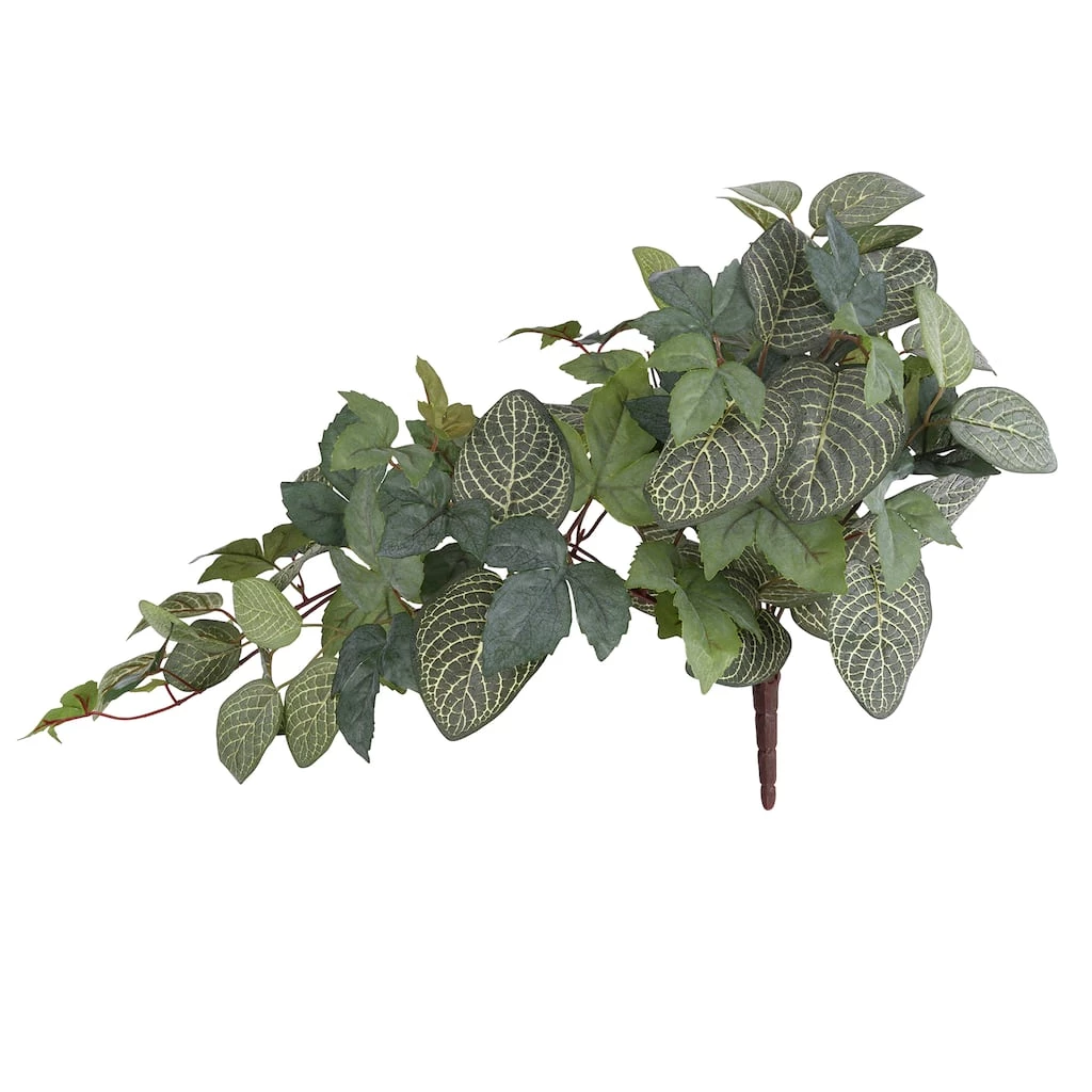 Promo 😀 6 Pack: Green Hanging Fittonia Bush by Ashland® 🤩 3 Promo 😀 6 Pack: Green Hanging Fittonia Bush by Ashland® 🤩