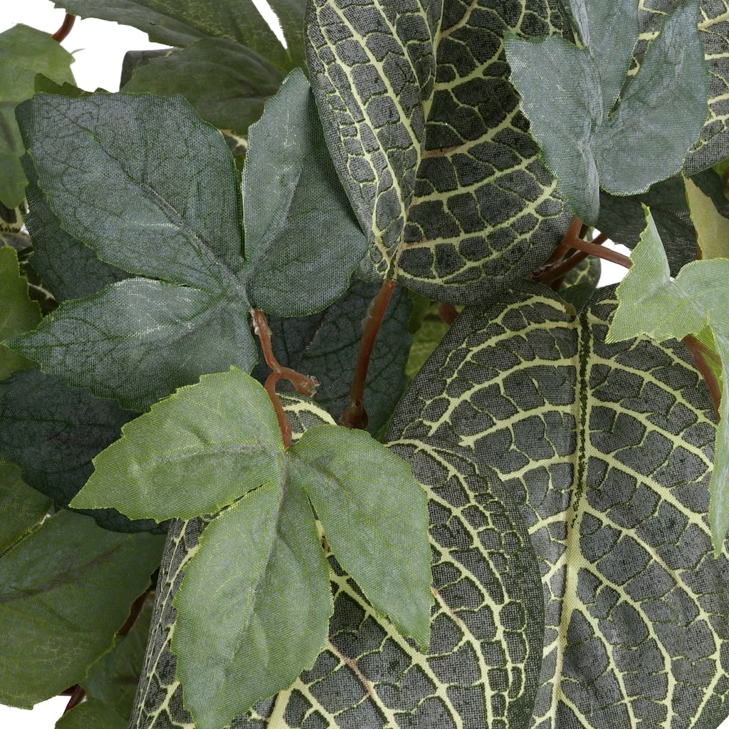 Promo 😀 6 Pack: Green Hanging Fittonia Bush by Ashland® 🤩 4 Promo 😀 6 Pack: Green Hanging Fittonia Bush by Ashland® 🤩 - Image 2