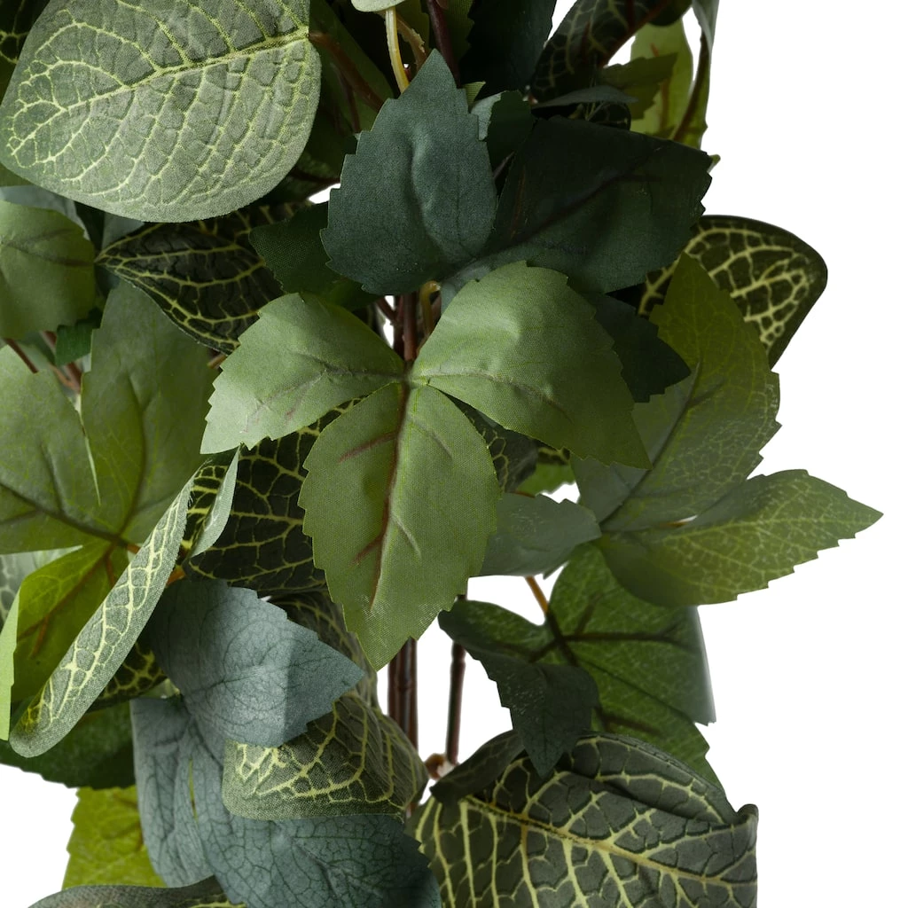 Promo 😀 6 Pack: Green Hanging Fittonia Bush by Ashland® 🤩 5 Promo 😀 6 Pack: Green Hanging Fittonia Bush by Ashland® 🤩 - Image 3