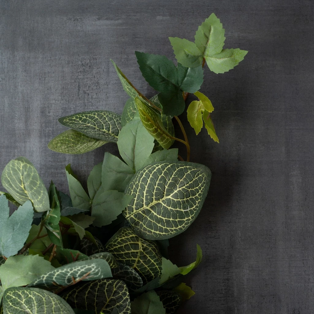 Promo 😀 6 Pack: Green Hanging Fittonia Bush by Ashland® 🤩 7 Promo 😀 6 Pack: Green Hanging Fittonia Bush by Ashland® 🤩 - Image 5