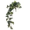 Best Pirce 🥰 6 Pack: Hanging Pothos Bush by Ashland® ✔️ 2 Best Pirce 🥰 6 Pack: Hanging Pothos Bush by Ashland® ✔️ -Ashland Sales 10626927 1 1