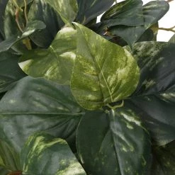 Best Pirce 🥰 6 Pack: Hanging Pothos Bush by Ashland® ✔️ -Ashland Sales 10626927 2 1