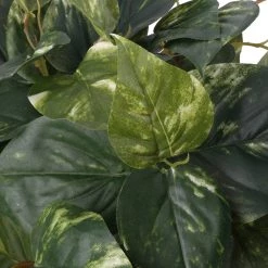 Discount 🥰 Hanging Pothos Bush by Ashland® 💯 -Ashland Sales 10626927 2