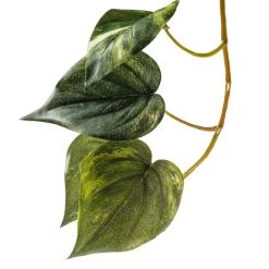 Discount 🥰 Hanging Pothos Bush by Ashland® 💯 -Ashland Sales 10626927 20
