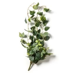 Discount 🥰 Hanging Pothos Bush by Ashland® 💯 -Ashland Sales 10626927 21