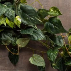 Best Pirce 🥰 6 Pack: Hanging Pothos Bush by Ashland® ✔️ -Ashland Sales 10626927 25 1