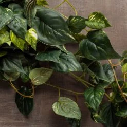 Discount 🥰 Hanging Pothos Bush by Ashland® 💯 -Ashland Sales 10626927 25