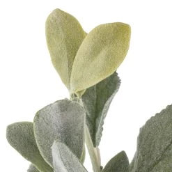 Cheapest ⌛ 6 Pack: Lamb's Ear Bush by Ashland® 👏 -Ashland Sales 10626928 20 1