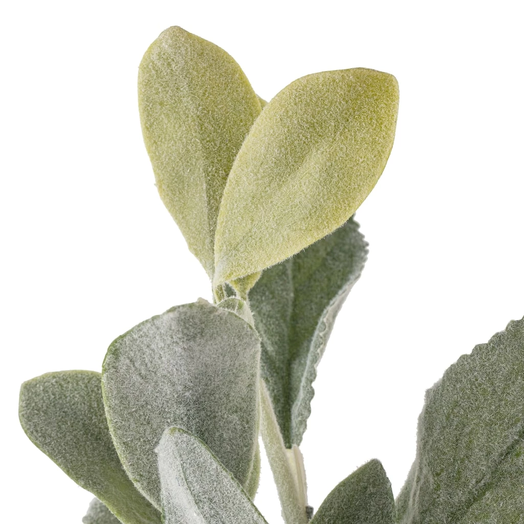 Best reviews of β¨ Lamb's Ear Bush by Ashland® π 6 Best reviews of β¨ Lamb's Ear Bush by Ashland® π - Image 4