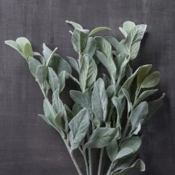 Cheapest ⌛ 6 Pack: Lamb's Ear Bush by Ashland® 👏 -Ashland Sales 10626928 22 1