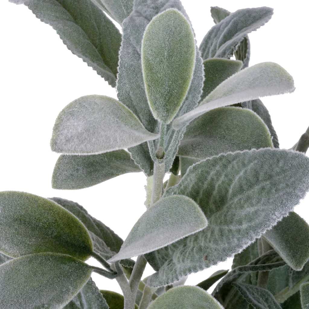 Best reviews of β¨ Lamb's Ear Bush by Ashland® π 5 Best reviews of β¨ Lamb's Ear Bush by Ashland® π - Image 3