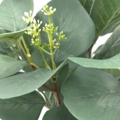 Outlet 💯 Silver Dollar & Lamb's Ear Bush by Ashland® 🤩 8 Outlet 💯 Silver Dollar & Lamb's Ear Bush by Ashland® 🤩 -Ashland Sales 10626983 3