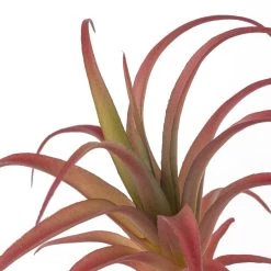 Discount 😍 24 Pack: Assorted Succulent Pick by Ashland® ⭐ -Ashland Sales 10626994 20 1