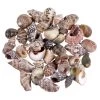 Top 10 ✨ Natural Small Sea Shell Mix by Ashland® 🥰