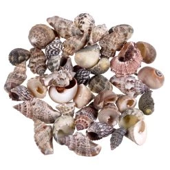 Top 10 ✨ Natural Small Sea Shell Mix by Ashland® 🥰