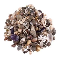 Wholesale 💯 Natural Extra Small Sea Shell Mix by Ashland® 🛒