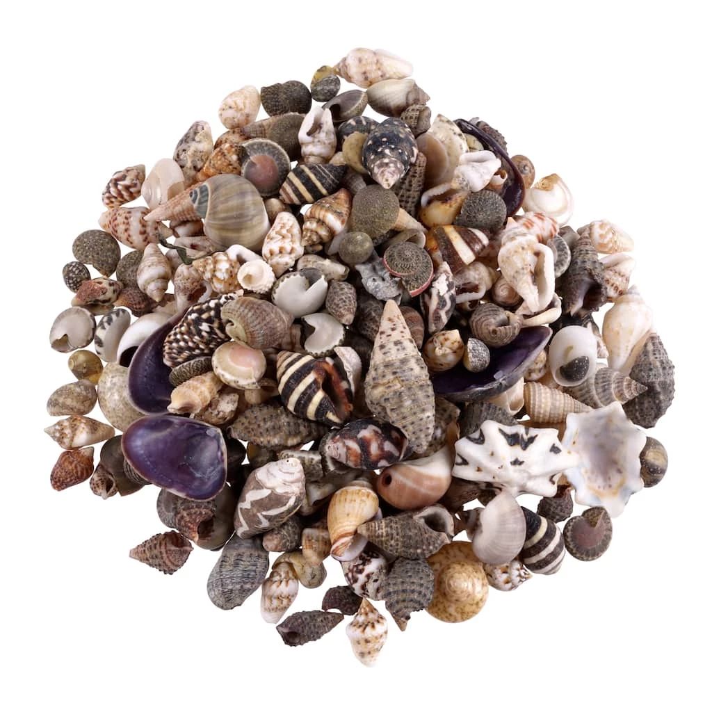 Wholesale π― Natural Extra Small Sea Shell Mix by Ashland® π 3 Wholesale π― Natural Extra Small Sea Shell Mix by Ashland® π