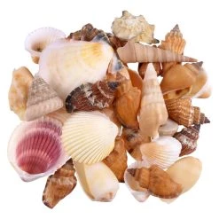 Coupon 🤩 12 Pack: Natural Mixed Shells by Ashland® 🎁