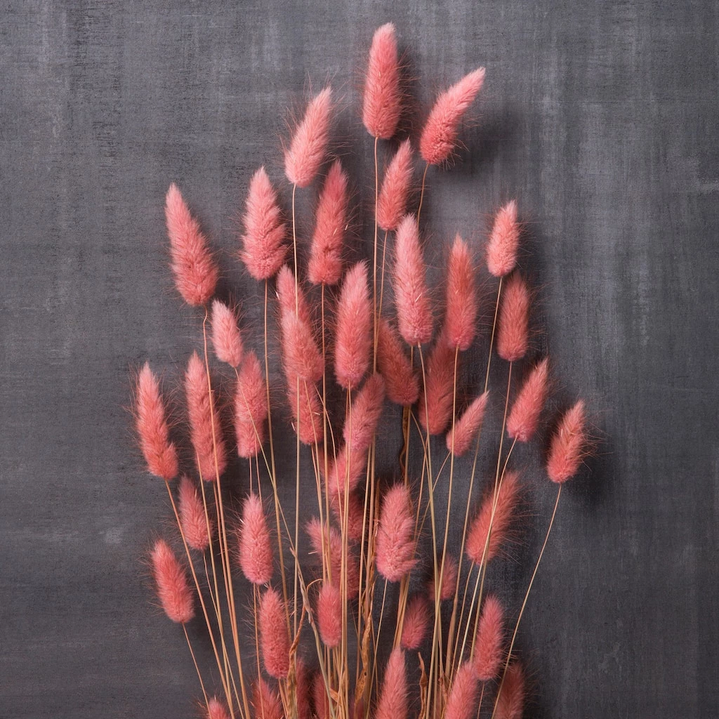 Flash Sale ✔️ Assorted Lagurus Bundle by Ashland® 👏 4 Flash Sale ✔️ Assorted Lagurus Bundle by Ashland® 👏 - Image 2