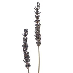 Best Pirce 👍 Lavender Grass Bundle by Ashland® 😉 -Ashland Sales 10628611 20