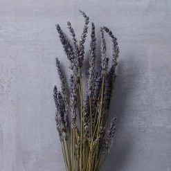 Best Pirce 👍 Lavender Grass Bundle by Ashland® 😉 -Ashland Sales 10628611 22