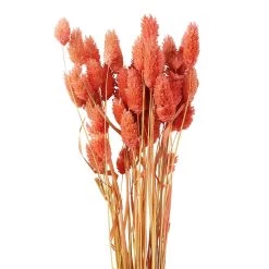 Cheap 🔥 6 Pack: Coral Poa Grass Bundle by Ashland® 🥰 -Ashland Sales 10628612 2