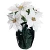 Best Sale 🥰 White Potted Poinsettia with Green Foil by Ashland® ⌛ -Ashland Sales 10676008 1