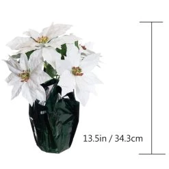 Best Sale 🥰 White Potted Poinsettia with Green Foil by Ashland® ⌛ -Ashland Sales 10676008 3