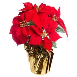 Wholesale 👍 Red Velvet Potted Poinsettia with Gold Foil by Ashland® 🌟