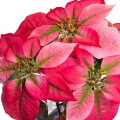 Wholesale 🤩 Pink Potted Poinsettia with Gold Foil by Ashland® ⭐ -Ashland Sales 10676020 2