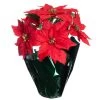 Top 10 🤩 Red Potted Poinsettia with Green Foil by Ashland® 🤩 -Ashland Sales 10676022 1
