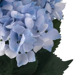 Hot Sale π 12 Pack: Light Blue Hydrangea Bush by Ashland® π― 13 Hot Sale π 12 Pack: Light Blue Hydrangea Bush by Ashland® π― -Ashland Sales 10677452 20