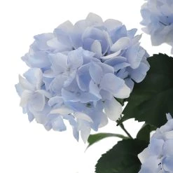 Best reviews of 😀 Light Blue Hydrangea Bush by Ashland® 🌟 -Ashland Sales 10677452 3 1