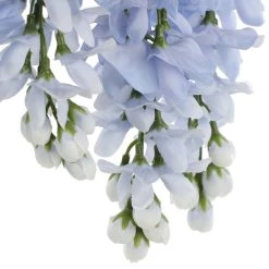 Top 10 🛒 12 Pack: Blue Wisteria Bush by Ashland® 😉 -Ashland Sales 10677460 6 1